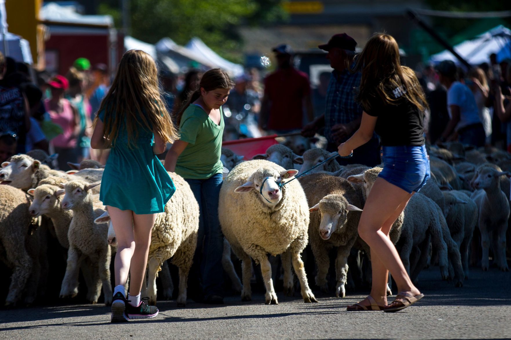 Great Montana Sheep Drive